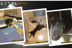 271e3ff6a66e2bd9ba61bcaea778de09