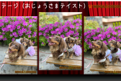 81ab11baf5f6c5e9a65dc4378d95dd6c